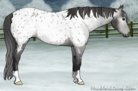Horse Color:Gray Black Appaloosa