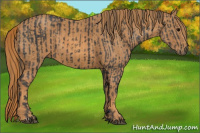 Horse Color:Black  Brindle