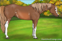 Horse Color:White Spotted Chestnut 