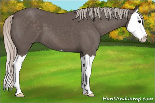 Horse Color: Silver Brown Splash 