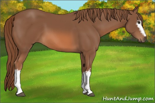 Horse Color: White Spotted Chestnut 