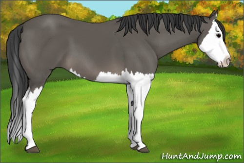 Horse Color: Black Splash 