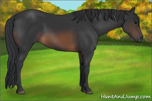 Horse Color: Brown 