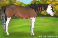 Horse Color:Bay Splash 