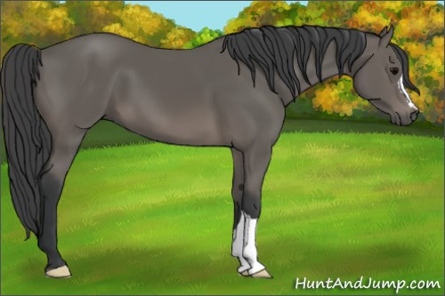 Horse Color: Black 