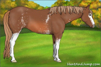Horse Color:White Spotted Chestnut 