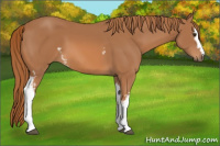 Horse Color:White Spotted Chestnut 