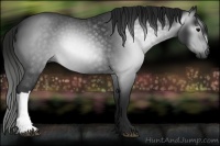 Horse Color:Gray Blue Roan 