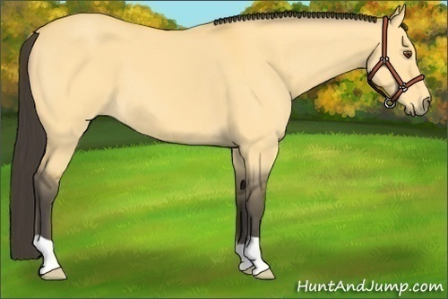 Horse Color:Buckskin Dun