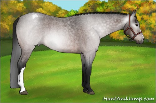 Horse Color:Gray Bay Roan Appaloosa 