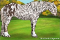 Horse Color:Liver Chestnut Appaloosa 