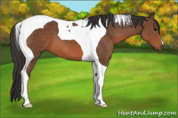 Horse Color:Bay Tobiano 
