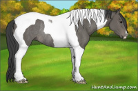 Horse Color:Black Tobiano Rabicano 