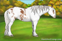 Horse Color:Silver Bay Sabino 