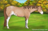 Horse Color:Bay Pearl Sabino 