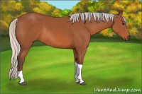 Horse Color:Silver Bay Tobiano Rabicano 