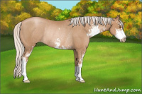 Horse Color:Silver Black Pearl Sabino Rabicano 