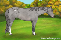 Horse Color:Black Tobiano Appaloosa Rabicano 