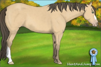 Horse Color:Amber Cream Champagne
