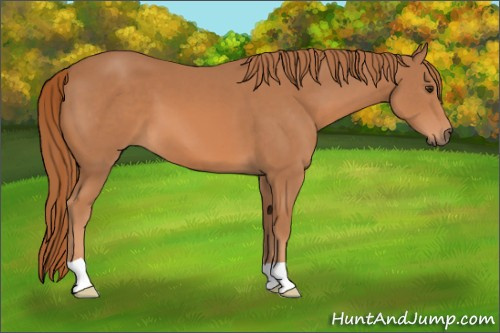 Horse Color: Chestnut 