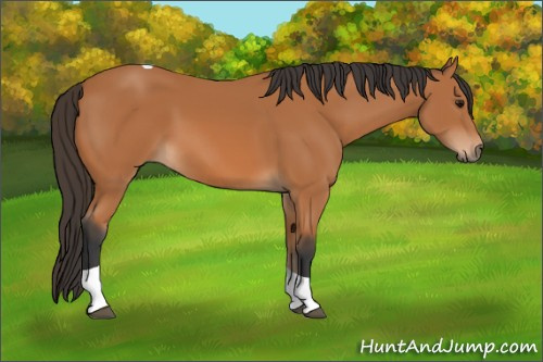 Horse Color: Bay Tobiano 