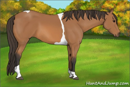 Horse Color: Bay Tobiano 