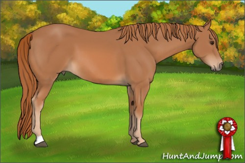 Horse Color: Chestnut 
