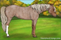Horse Color:Red Roan 