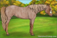 Horse Color:Red Roan