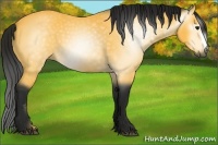 Horse Color:Gray Buckskin 