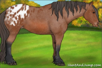 Horse Color:Bay Appaloosa