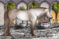 Horse Color:Gray Chestnut 