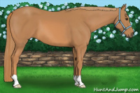 Horse Color:Chestnut 
