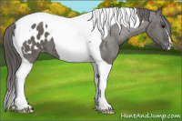 Horse Color:Grullo Tobiano Appaloosa