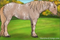Horse Color:Red Ice Roan 