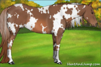 Horse Color:White Spotted Liver Chestnut 