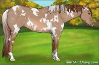 Horse Color:White Spotted Liver Red Dun 