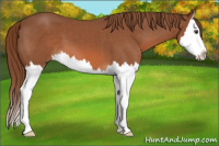 Horse Color:Liver Chestnut Splash 