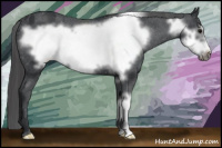 Horse Color:Brown Frame Appaloosa 