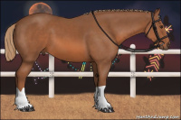 Horse Color:Liver Chestnut