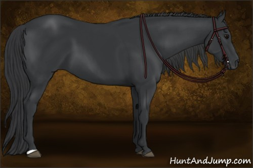 Horse Color: Black 