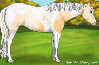 Horse Color:Palomino Tobiano 