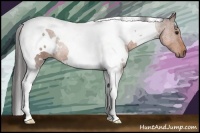 Horse Color:White Spotted Bay Tobiano 