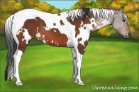 Horse Color:White Spotted Bay Tobiano 