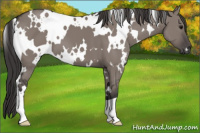 Horse Color:White Spotted Smoky Grullo 