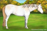 Horse Color:White Spotted Buckskin Roan Pearl 