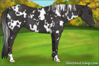 Horse Color:White Spotted Smoky Black