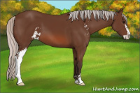 Horse Color:Silver Bay Sabino