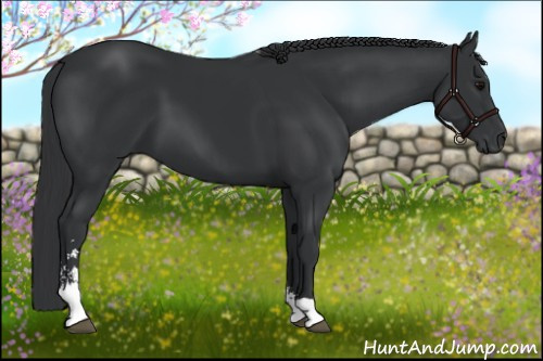 Horse Color: Black Sabino 