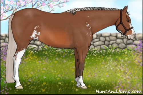 Horse Color: Silver Bay Sabino 